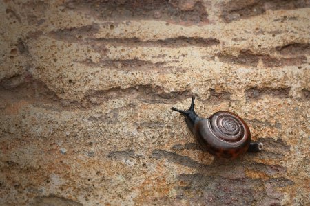 It is Snail on the stone for pattern.