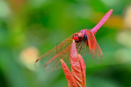 It is The red dragonfly holds on top of tree.