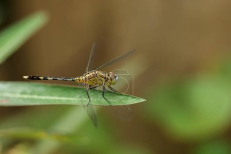 It is Yellow dragonfly holds on green leaf.