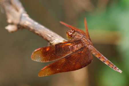 It is Brown dragonfly holds on dry branch.