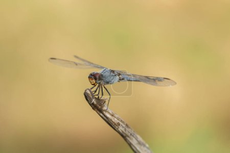 It is The Dragonfly holds on wood branch.