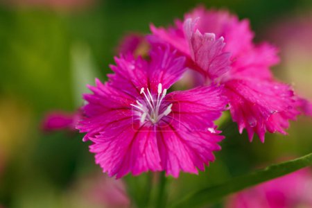 Foto de Es clavel rosa con polen. - Imagen libre de derechos
