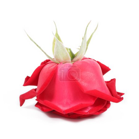 It is Overturn red rose isolated on white.