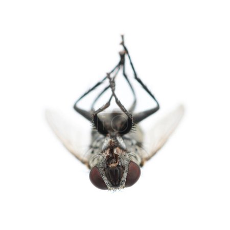 Es mosca negra muerta aislada en blanco.