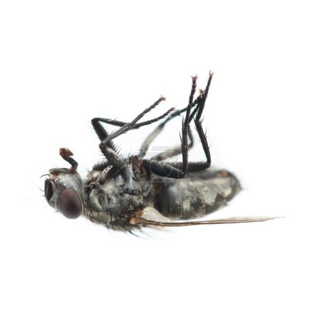 Es mosca negra muerta aislada en blanco.