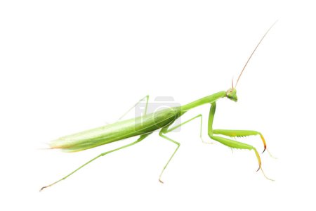 it is one green mantis isolated on white.