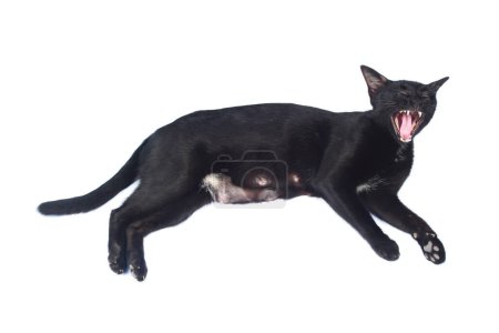 es ist eine gähnende schwarze Katze, isoliert auf weiß.