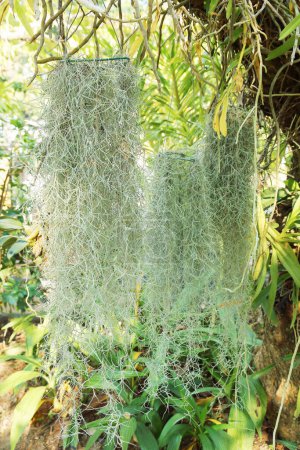 it is hanging spanish moss for pattern and background.