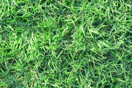 It is Real green grass background with dew for pattern.