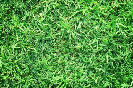 Es ist Echter grüner Grashintergrund mit Tau für Muster.