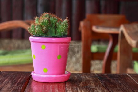 C'est Cactus avec pot de fleurs sur table en bois.