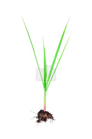 It is Rice sprouts isolated on white.