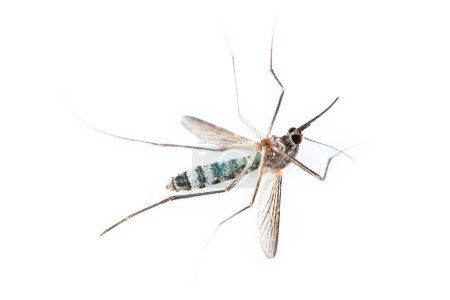 Foto de Es un mosquito muerto aislado en blanco. - Imagen libre de derechos