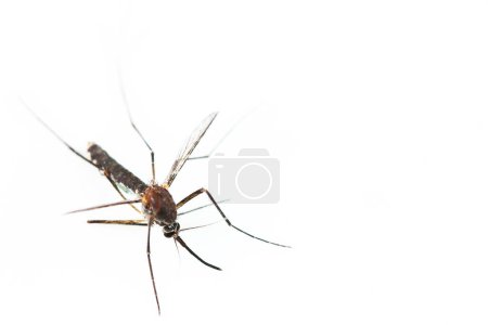 It is One mosquito isolated on white.