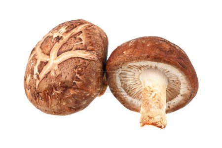Es sind zwei Shiitake-Pilze, die auf Weiß isoliert werden.