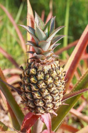 It is Raw pineapple for pattern.