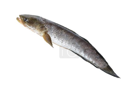 it is snakehead fish isolated on white.