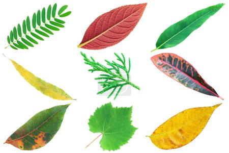 It is Collection of colorful various leaves isolated on white.