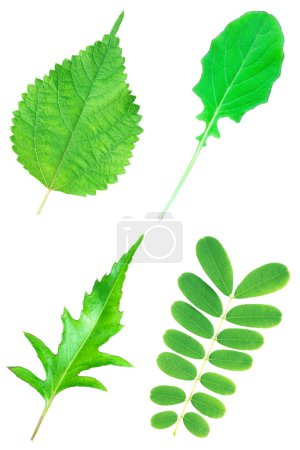 It is Collection of four leaves isolated on white.