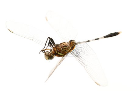 Es libélula muerta aislada en blanco.