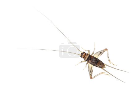 it is one cricket isolated on white.