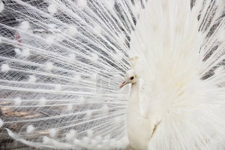 it is beautiful white male peacock spreads tail feathers.