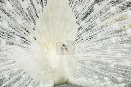 it is beautiful white male peacock spreads tail feathers.