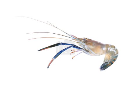 it is one giant freshwater prawn isolated on white.