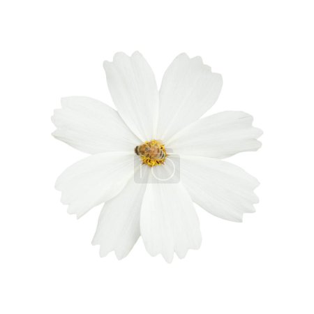 es ist eine weiße Kosmosblume mit Biene, die auf Weiß isoliert ist.