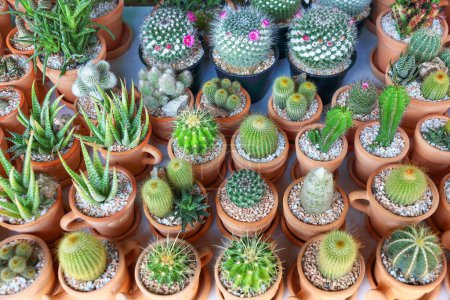 it is variety of cactus for pattern and background.