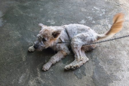 one stray dog is chained and lies on cement floor.