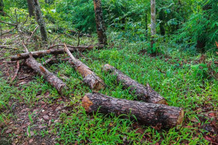 Foto de Deforestation for making firewood in the rainforest. - Imagen libre de derechos