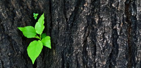 Photo for New green leaves germinated from the trunk or black bark of the tree with copy space. Newly born life. Beauty of nature and Natural wallpaper and macro picture concept. - Royalty Free Image