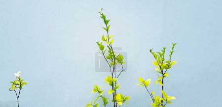 Flor blanca o moka que florece con hojas verdes aisladas sobre fondo de pared gris con espacio de copia en tono vintage. Belleza de la Naturaleza y concepto vegetal. Nombre científico de la flor es Wrightia religiosa.