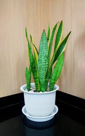 Photo for Snake plant growth in white flower pot with brown wooden background. Ornamental in home, house or room. Green and yellow leaves. - Royalty Free Image