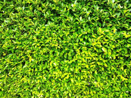 Patrón de muchos fondo de hoja verde y fondo de pantalla en el jardín de plantas  