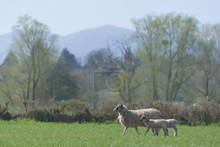 Photo for Two young lambs cuddle up close to their mother as they walk across a luscious green field. Near the Malvern hills which are visible in the background - Royalty Free Image