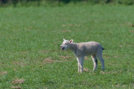 Téléchargez les photos : Young lamb bleats extremely loudly, pushing head forward and sticking tongue out. Lit by strong mid day sun, in a luscious springtime field. - en image libre de droit