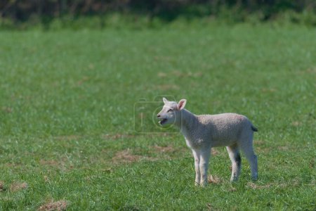 Téléchargez les photos : Left hand side copy space, green grass background behind a side profile of a young lamb sticking its tongue out and bleating loudly for its parent - en image libre de droit
