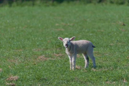 Téléchargez les photos : Baby lamb looks directly at the camera and bleats loudly, mouth open. Animal expression and behaviour, young creature calling out for its mother. - en image libre de droit
