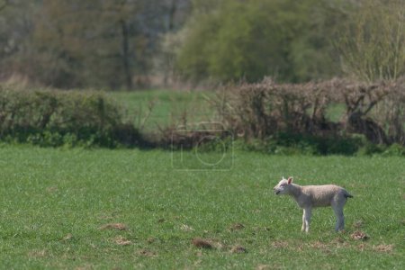 Téléchargez les photos : Side profile of a lamb bleating loudly, sticking its tongue out with mouth open. Lots of copy space over this large green field, background of trees. - en image libre de droit