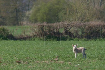 Téléchargez les photos : Baby sheep, a lamb, stands on its own, with its head turned, bleating with its mouth open. Sunny day in a large green field, the lamb is all alone - en image libre de droit