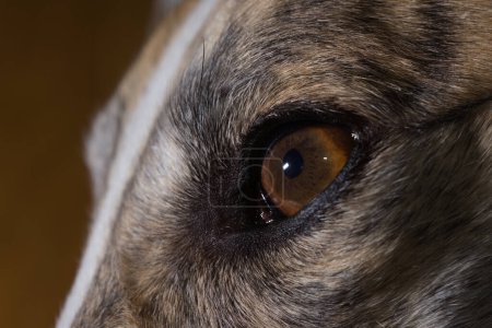 Photo for Crypts and other details of this dogs iris are highlighted by flash. Macro perspective of a pet adopted greyhounds face, showing close up of left eye - Royalty Free Image