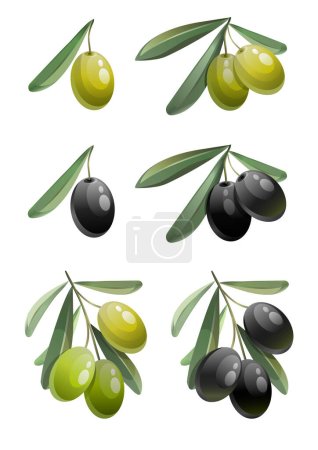 Téléchargez les illustrations : Set of green and black olives with leaves. Hand drawn image of organic food. Vector illustration. - en licence libre de droit