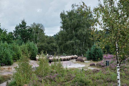 Foto de Una manada de ovejas Schoonebeker con un perro collie fronterizo en Brunssummerheide, Países Bajos - Imagen libre de derechos