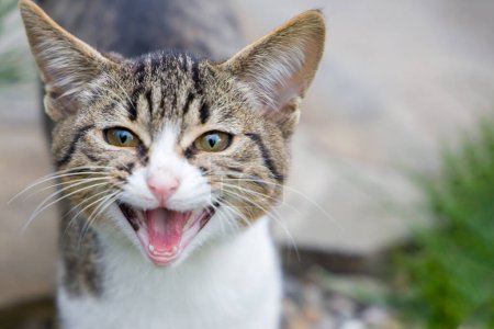 Photo for Close up of a tabby cat with open mouth and tongue out - Royalty Free Image