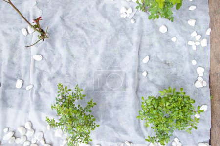 Green plant and white pebbles on white fabric with copy space. Top view.