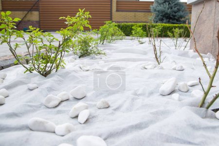 Green plant and white pebbles on white geotextile fabric.