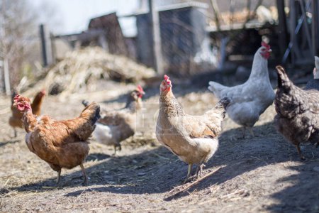 pollos en una granja de aves de corral tradicional en el campo