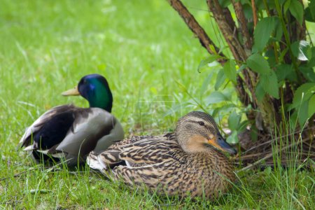 female and male ducks on the grass